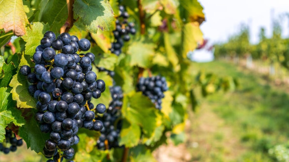 Kem Ormond’s garden: How to grow and prune grapevines for sweet homegrown fruit Kem Ormond’s garden: How to grow and prune grapevines for sweet homegrown fruit