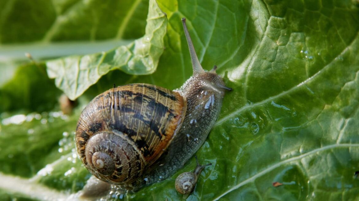 Kem Ormond’s vegetable garden: How to target winter pests the natural way Kem Ormond’s vegetable garden: How to target winter pests the natural way