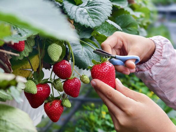 A girl is harvesting ripe strawberries at an organic farm. The strawberries are a beautiful bright red, making them look incredibly tempting. A girl is harvesting ripe strawberries at an organic farm. The strawberries are a beautiful bright red, making them look incredibly tempting.