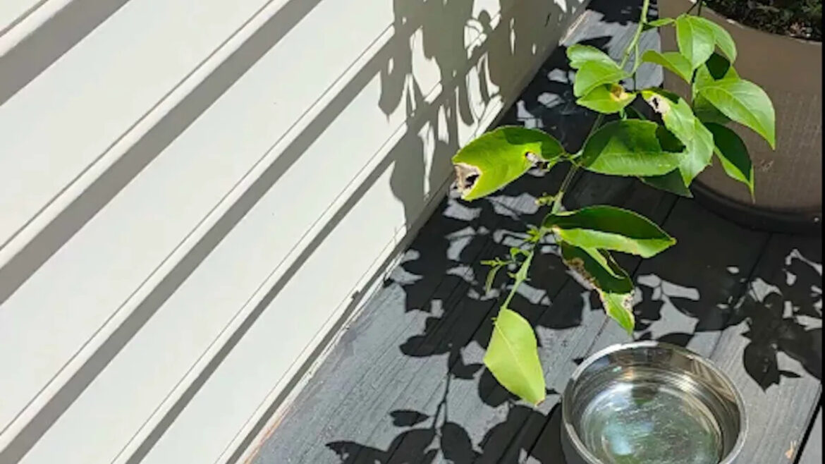 Gardener spots lemon tree on fire and realizes the dog's water bowl acted like a lens