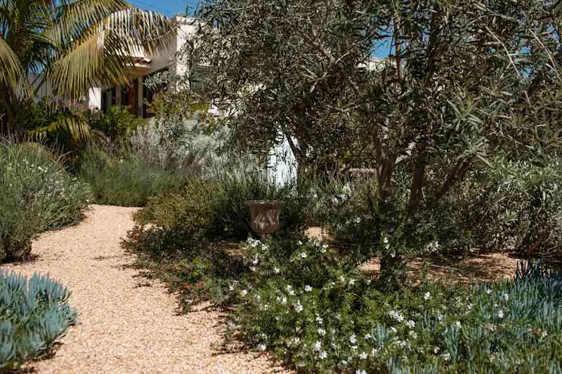 Drought resistant plants in yard with gravel path.