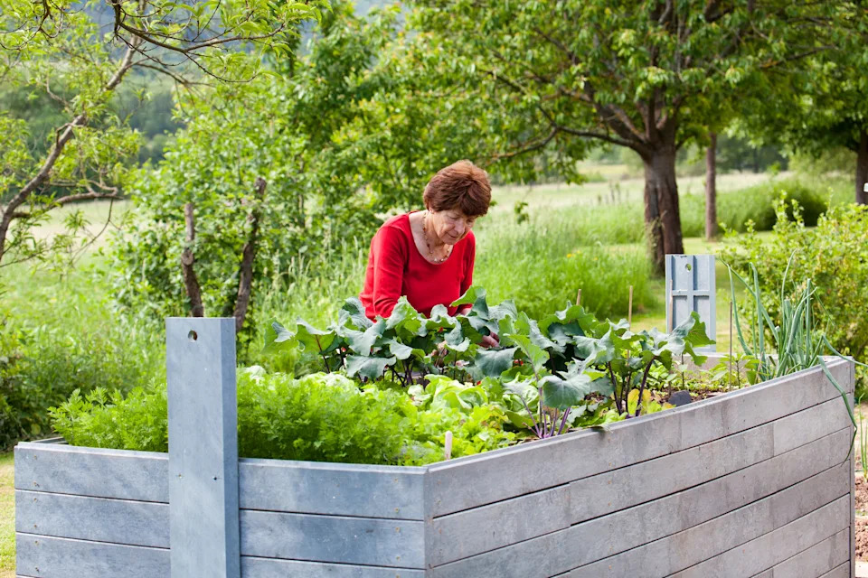 A woman working on a raised bed (Alamy/PA)
