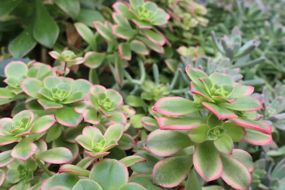 Why Succulents Work So Well in Los Angeles (Image Credits: Unsplash)