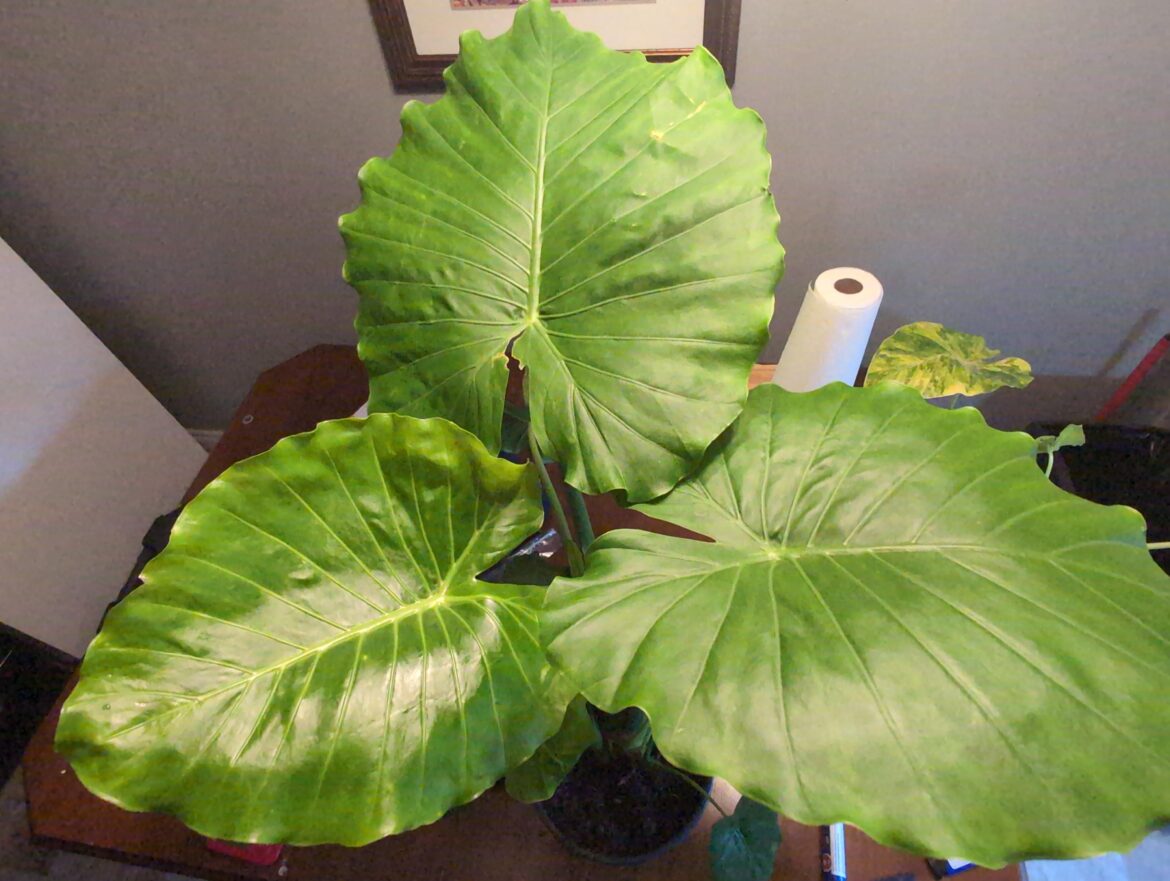 Got an Alocasia California at home Depot today