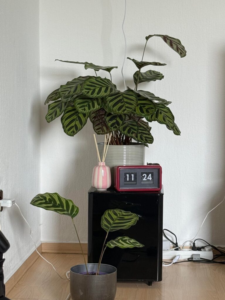 Benjamin and his son at day and at night
