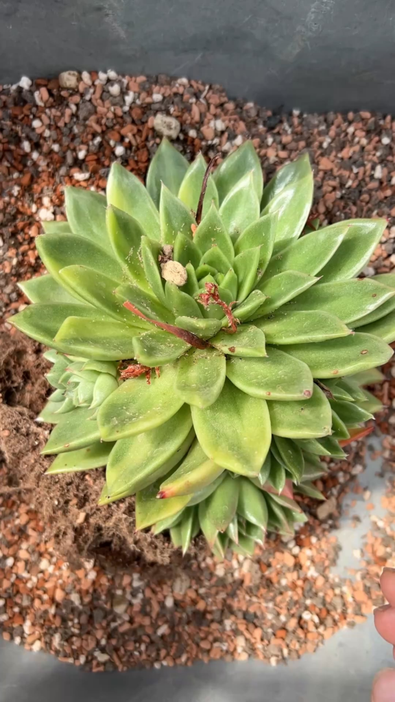 Repotting a variegated Echeveria agavoides