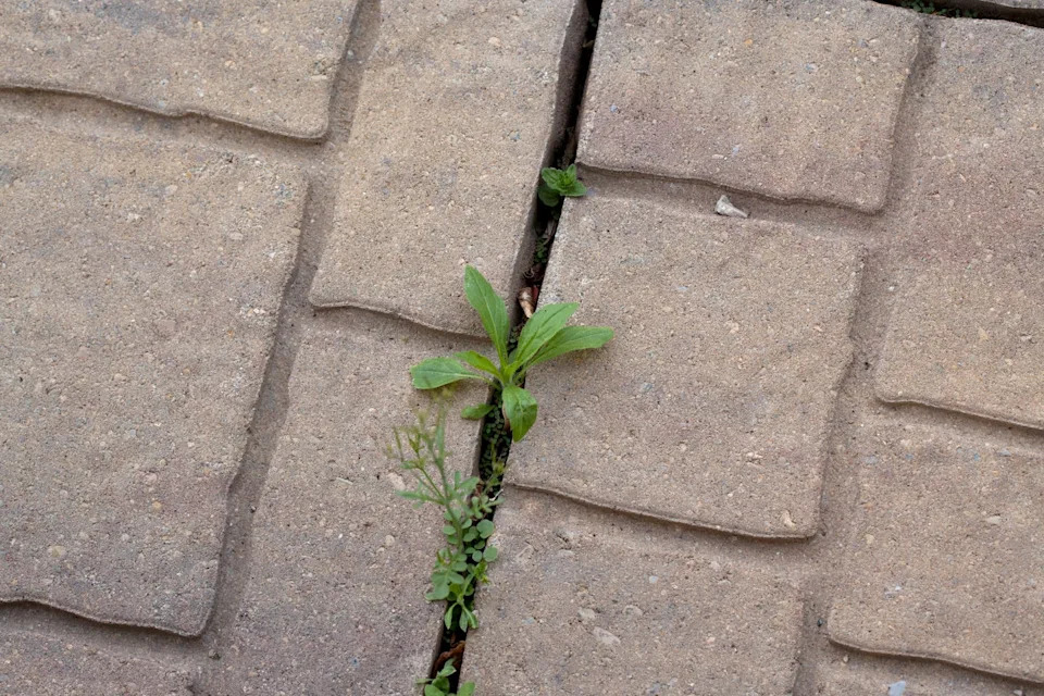 patio or sidewak with weeds growing up through the cracks.