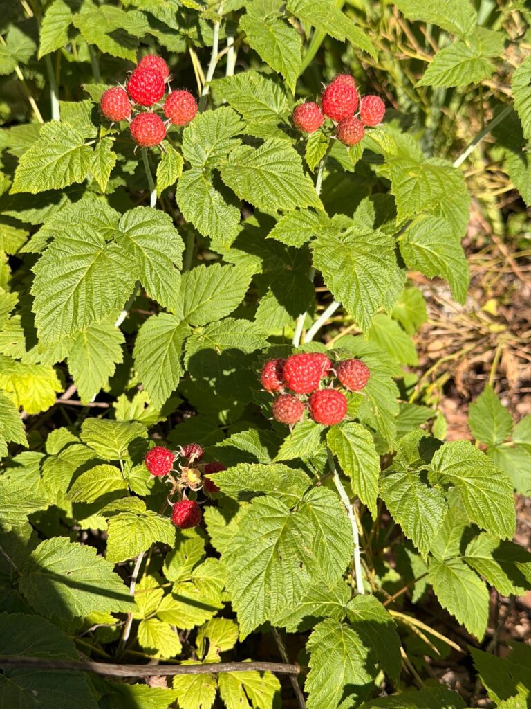 Raspberries/Blackberries?