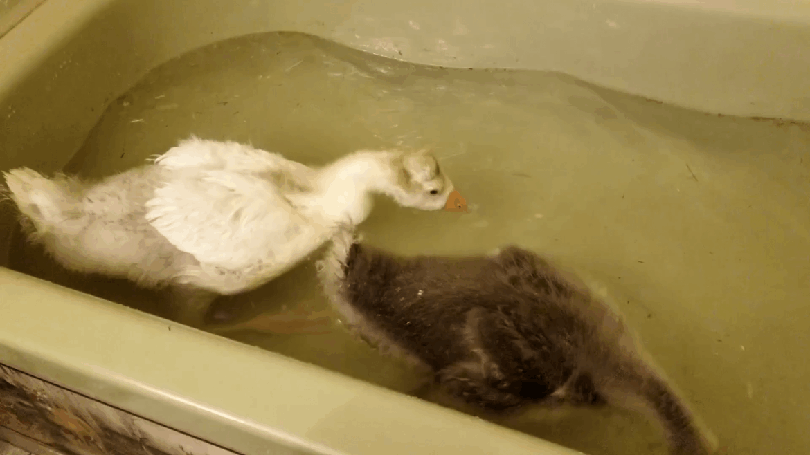 Baby Tooey instigating bath time chaos.