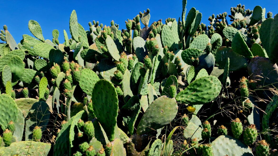 Opuntia ficus-indica [OC]