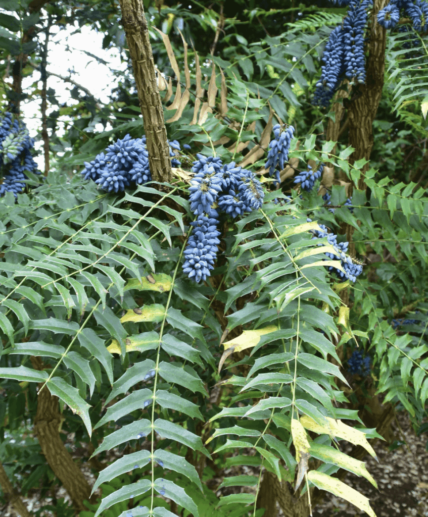 Looking for Leaf Scans of Common(?) Mahonia Shrub; Looking for Leaf Scans of Common(?) Mahonia Shrub;