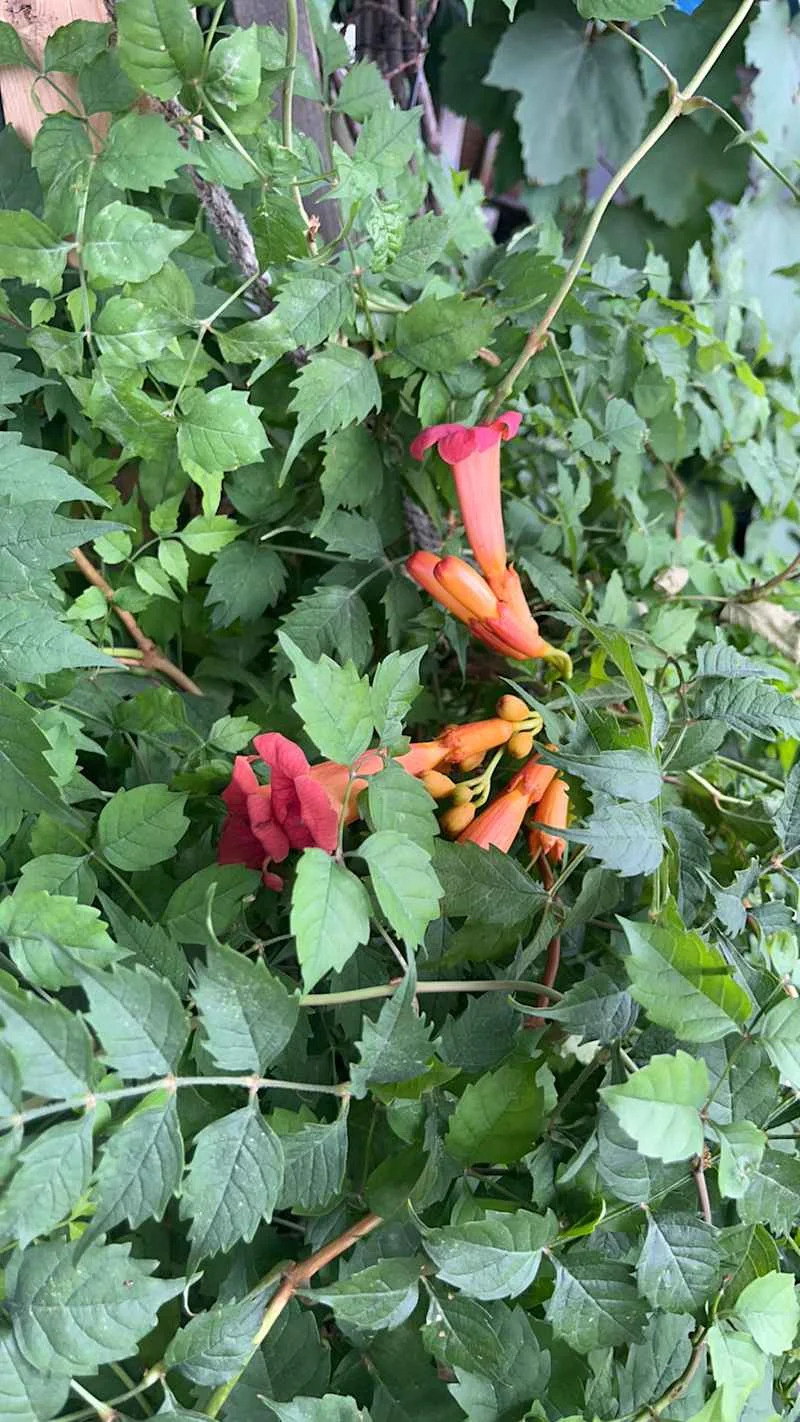 Vibrant green foliage with clusters of orange and red trumpet-shaped flowers among the leaves.