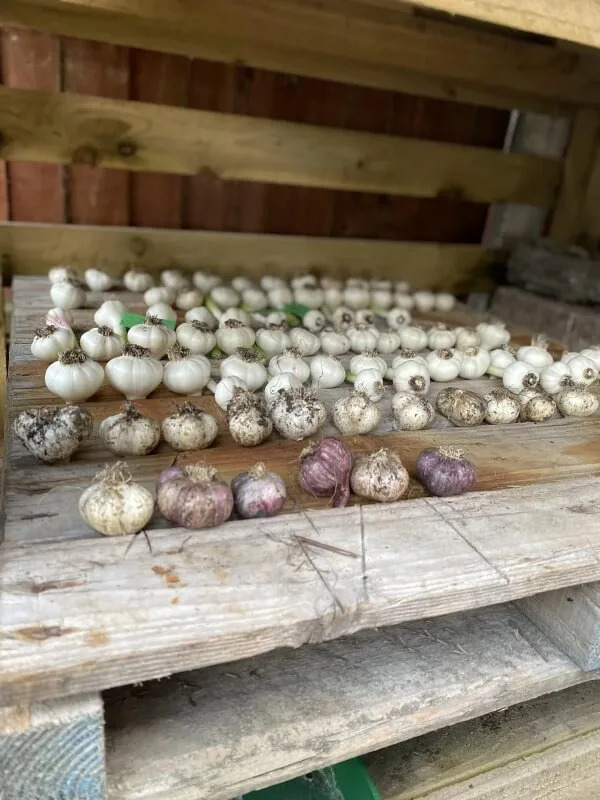 Garlic bulbs arranged on a wooden table.
