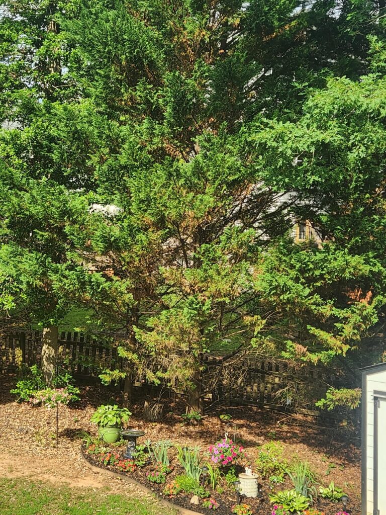 Evergreens with an issue or normal shedding? Evergreens with an issue or normal shedding?