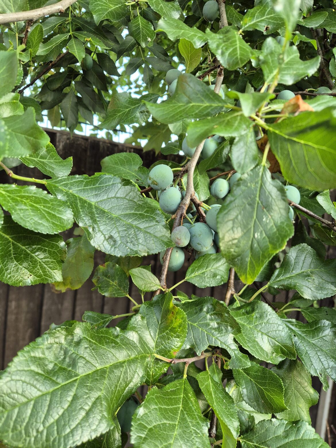 What is this tree?