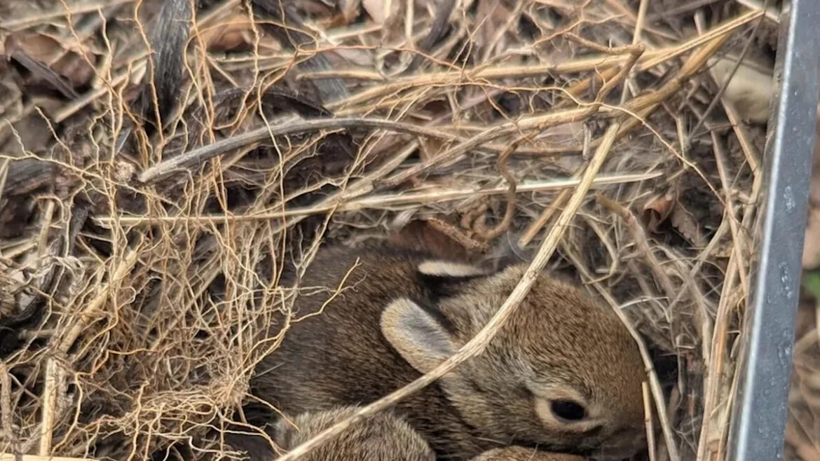 Gardener heads out to plant strawberries and discovers the beds already claimed by rabbits Gardener heads out to plant strawberries and discovers the beds already claimed by rabbits