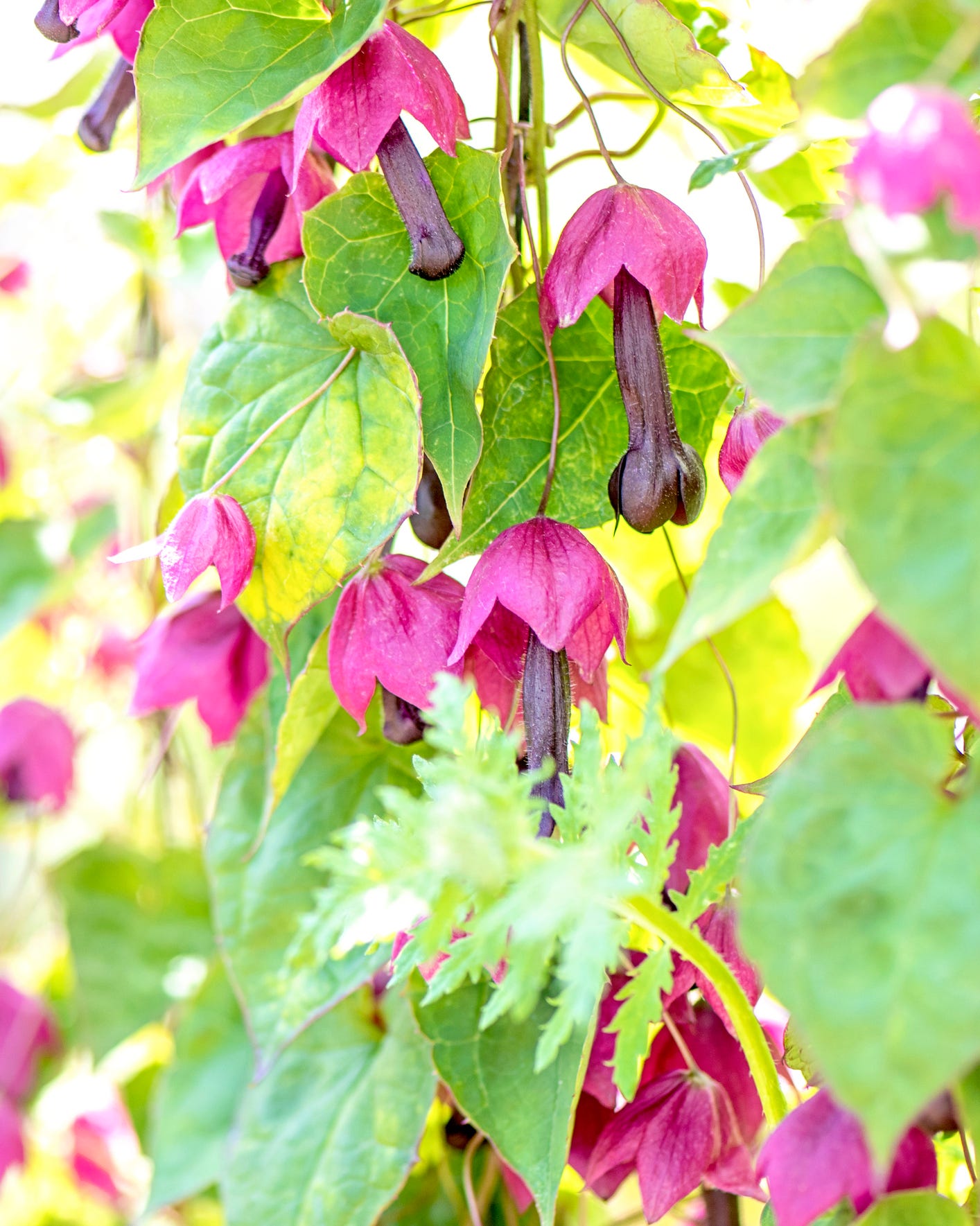 flowering vines of purple bell vine