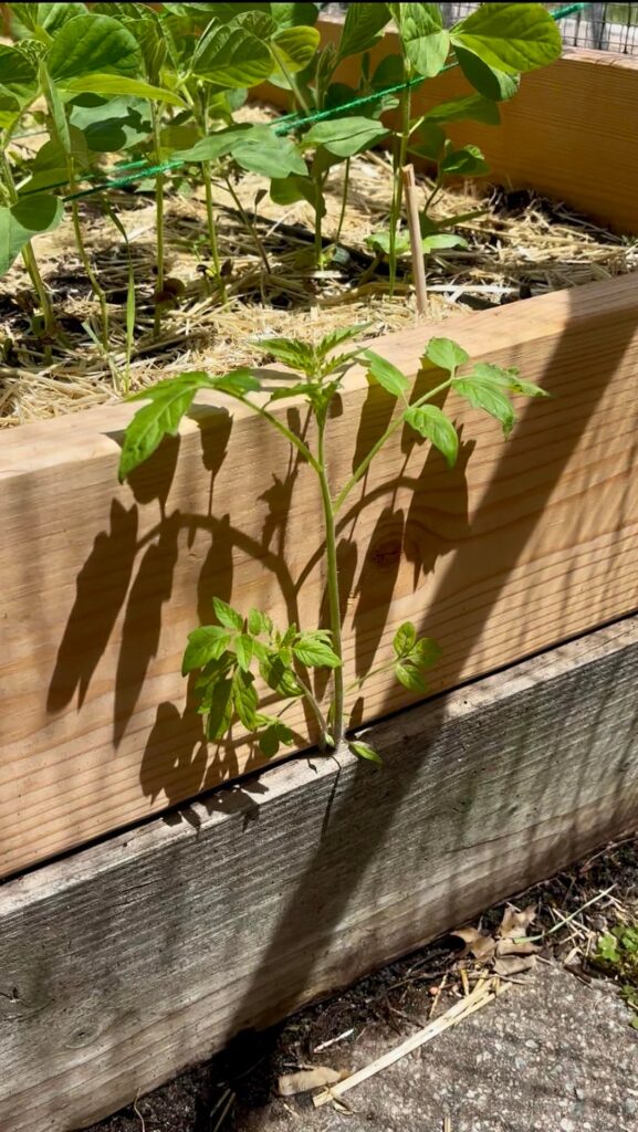 Forky update! The volunteer tomato I didn’t have the heart to cull. Forky update! The volunteer tomato I didn’t have the heart to cull.