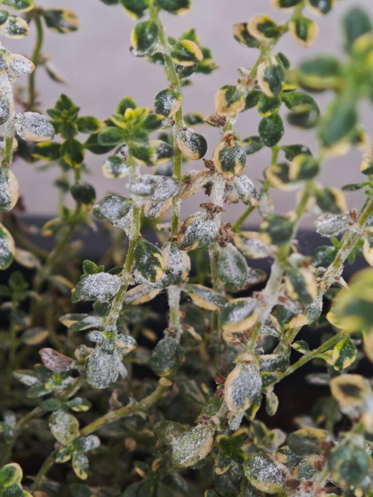 Are those insects why the dill is dying? Are those insects why the dill is dying?