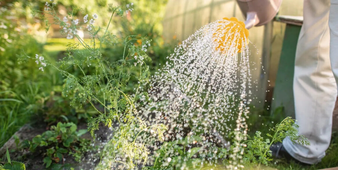 This common post-rain watering mistake could harm your garden this summer