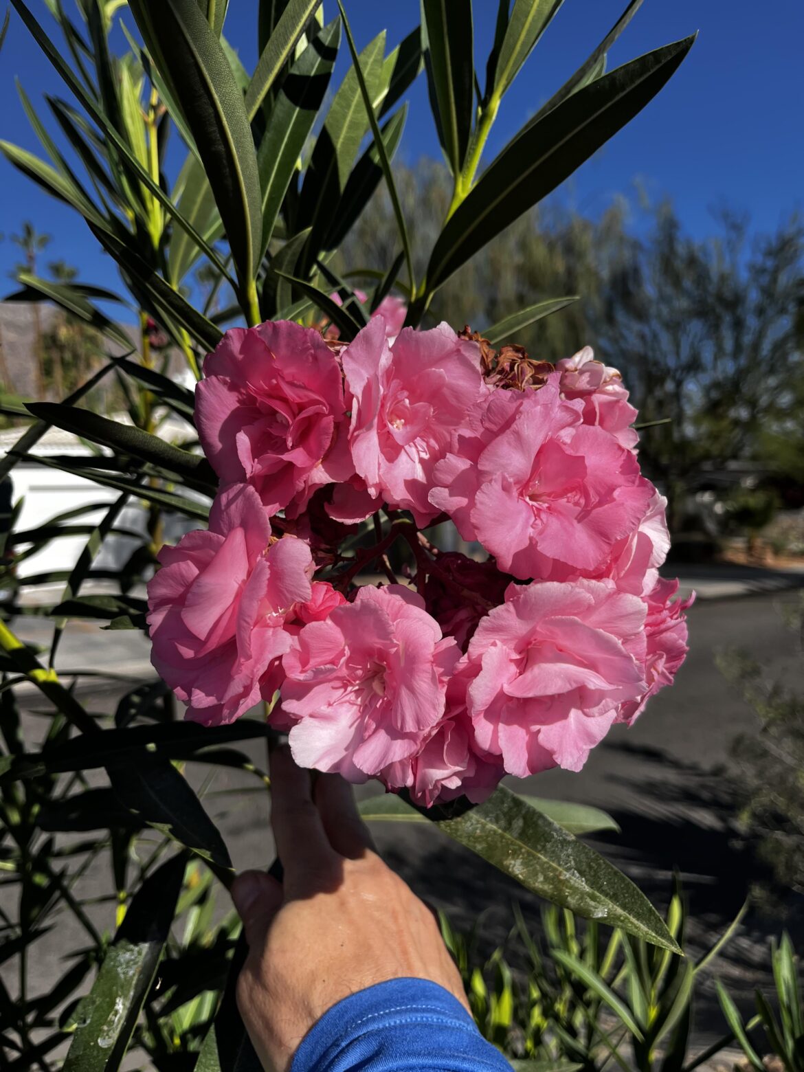 Anyone know the OFFICIAL name of this Oleander cultivar ?  Splendens or 'Mrs. Isadore Dyer'?