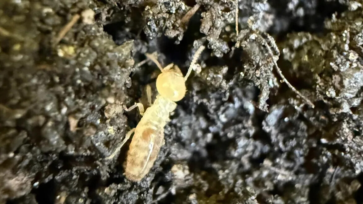 Gardener throws out termite-infested manure after learning cow waste may carry another threat to the garden Gardener throws out termite-infested manure after learning cow waste may carry another threat to the garden