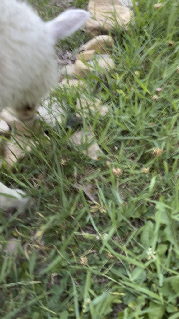 Sasheep!