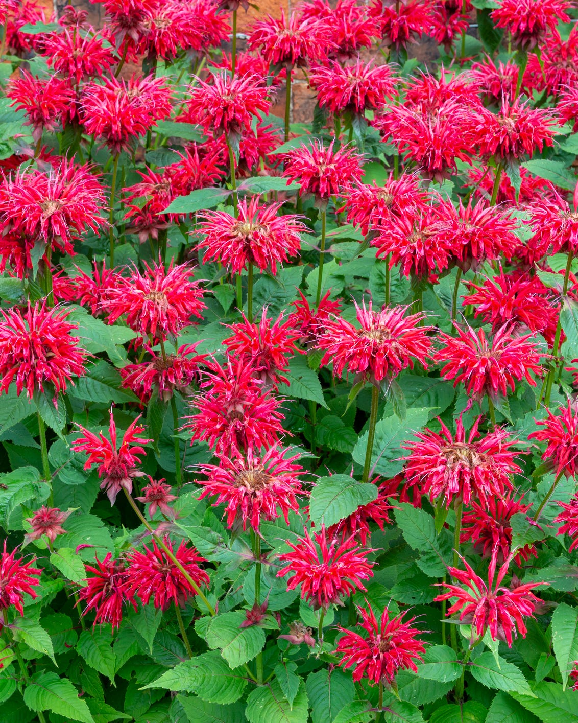 bee balm