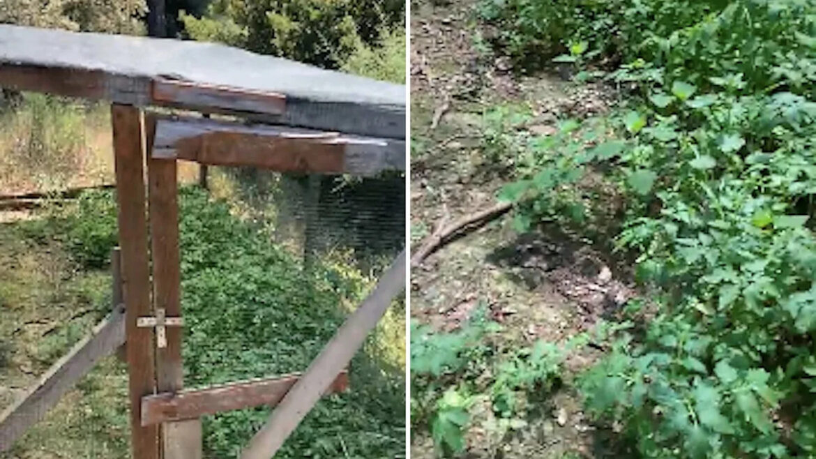 Couple baffled after failed greenhouse tomatoes turn up thriving in abandoned chicken coop Couple baffled after failed greenhouse tomatoes turn up thriving in abandoned chicken coop