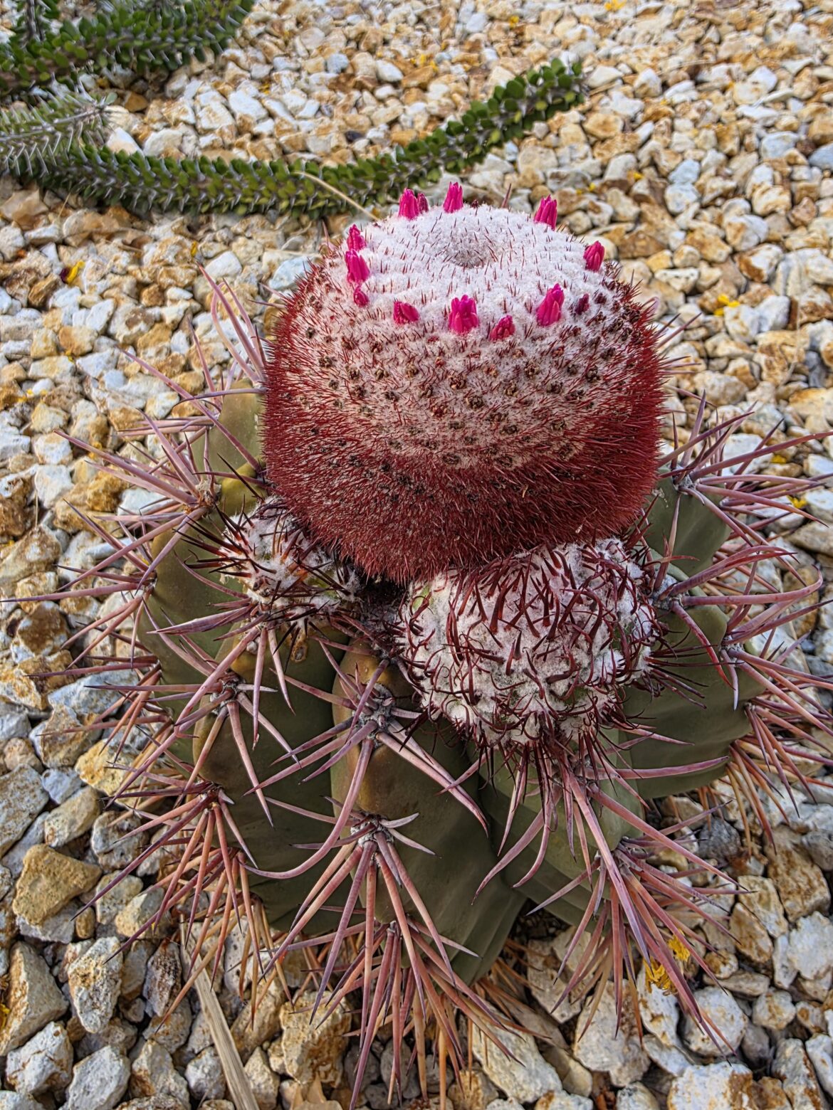 Melocactus Apicle pupping
