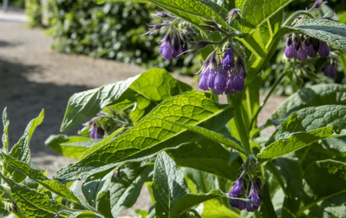 A close-up of purple bell-shaped comfrey flowers on green, textured leaves in a garden setting.