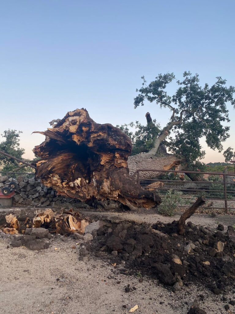 Arborists! I’d love to learn more about the sudden fall of this huge oak tree Arborists! I’d love to learn more about the sudden fall of this huge oak tree