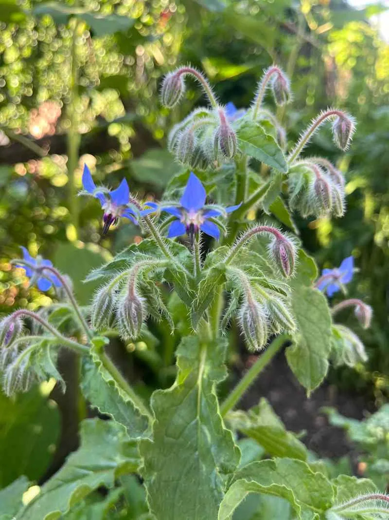 Blue borage flowers with fuzzy green leaves and buds in a garden setting.