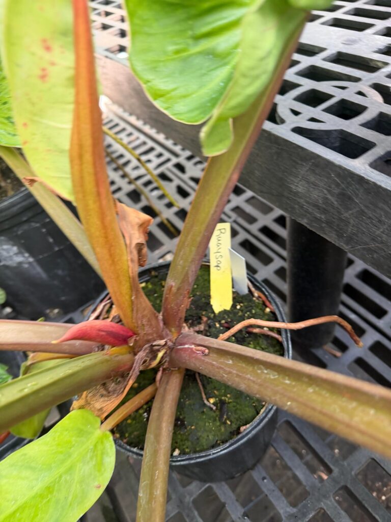 Are ruaysap philodendron still rare? I saw two huge ones for like under 100 at a local greenhouse