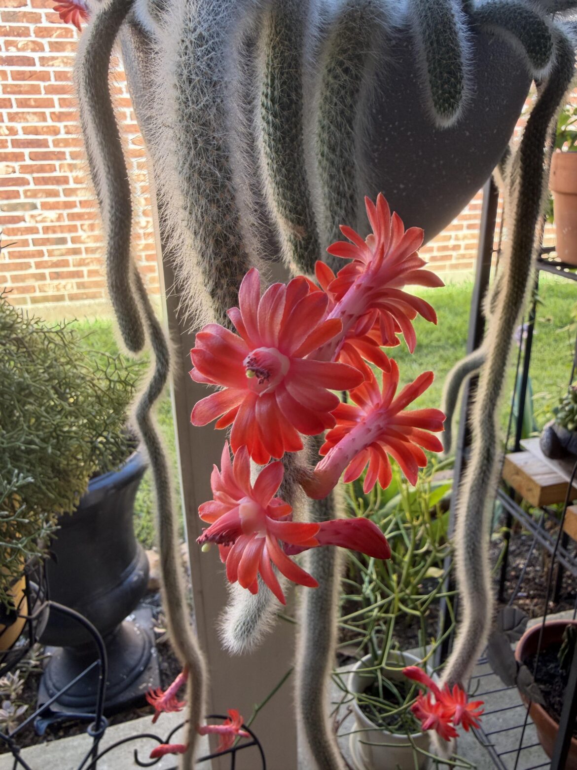 Monkey Tails are blooming beautifully. 29 buds and blooms on this one plant.