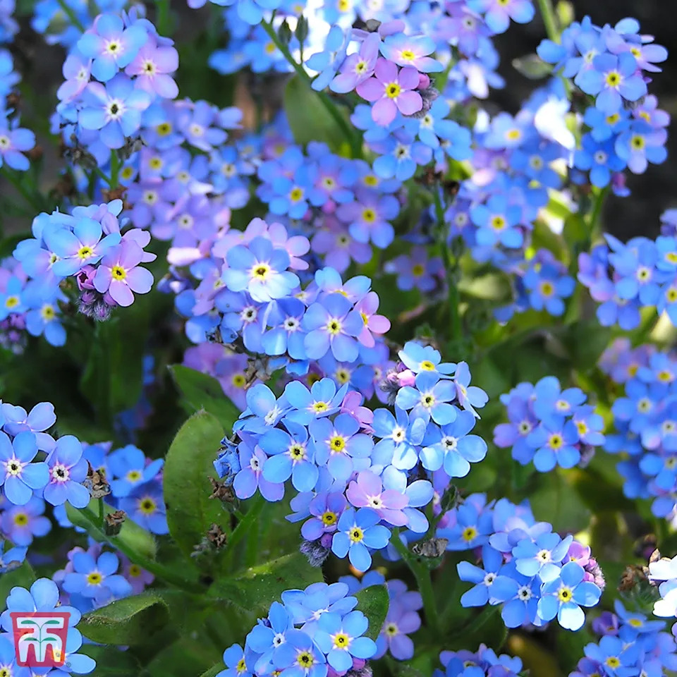 Myosotis Sylvatica 'blue Ball' - Seeds