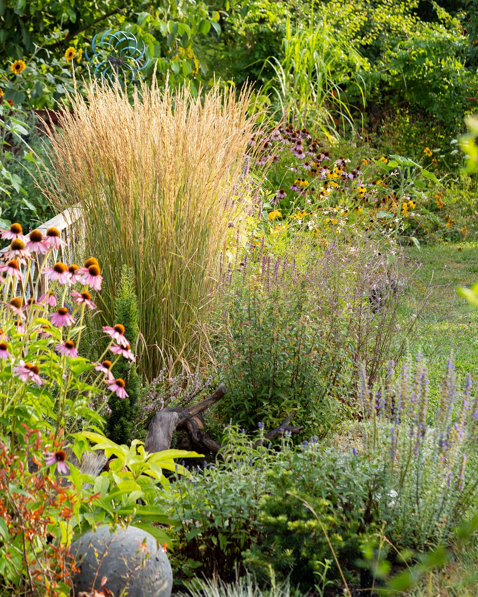 Backyard garden landscape with lush Calamagrostis acutiflora Karl Foerster, perennial and snnual plants and blooming pink coneflowers in flower bed at summer. Contemporary country cottage garden with ornamental mixborder Backyard garden landscape with lush Calamagrostis acutiflora Karl Foerster, perennial and snnual plants and blooming pink coneflowers in flower bed at summer. Contemporary country cottage garden with ornamental mixborder