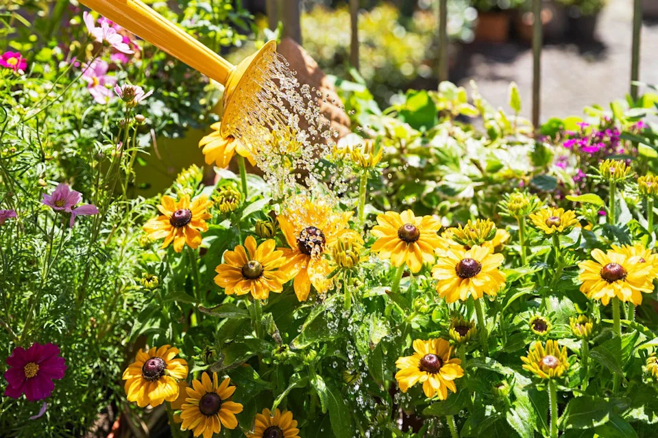 watering of yellow flowers cultivated in balcony garden