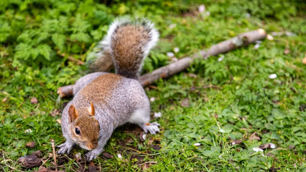 Gardener begs for help after neighbor’s peanut buffet leaves fearless squirrels destroying crops Gardener begs for help after neighbor's peanut buffet leaves fearless squirrels destroying crops