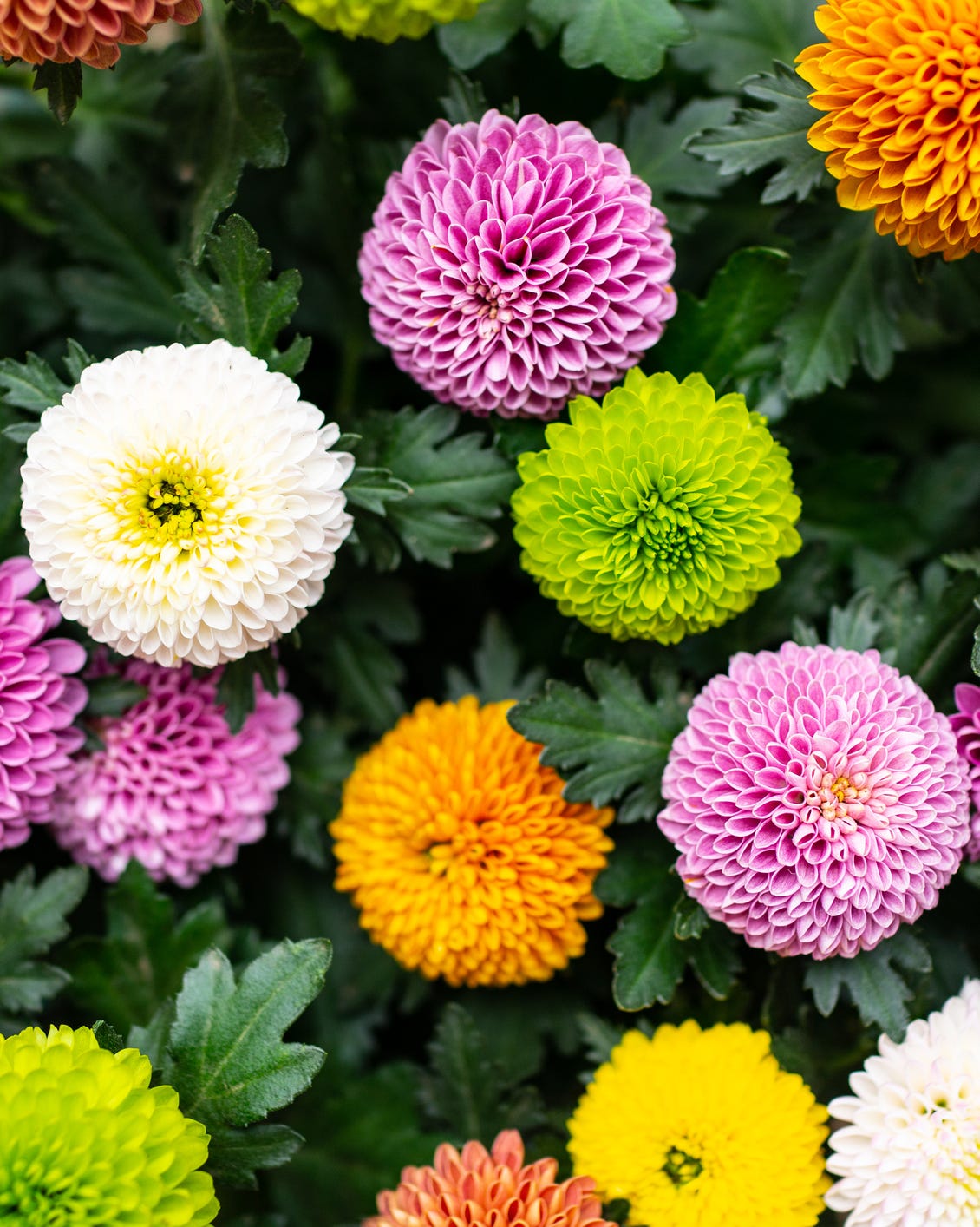 chrysanthemums 
