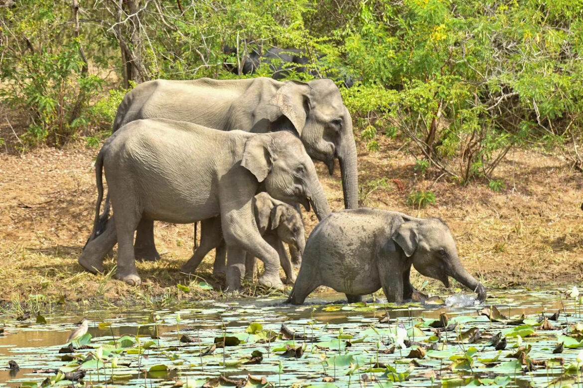 Elephants are Considered Nature’s ‘Gardeners’ — and Here’s Why Elephants are Considered Nature's 'Gardeners' — and Here's Why