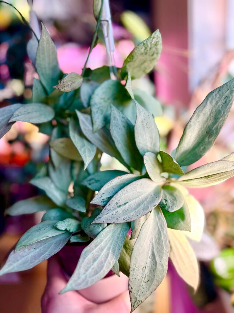 Hoya Nicholsoniae New Guinea ghost