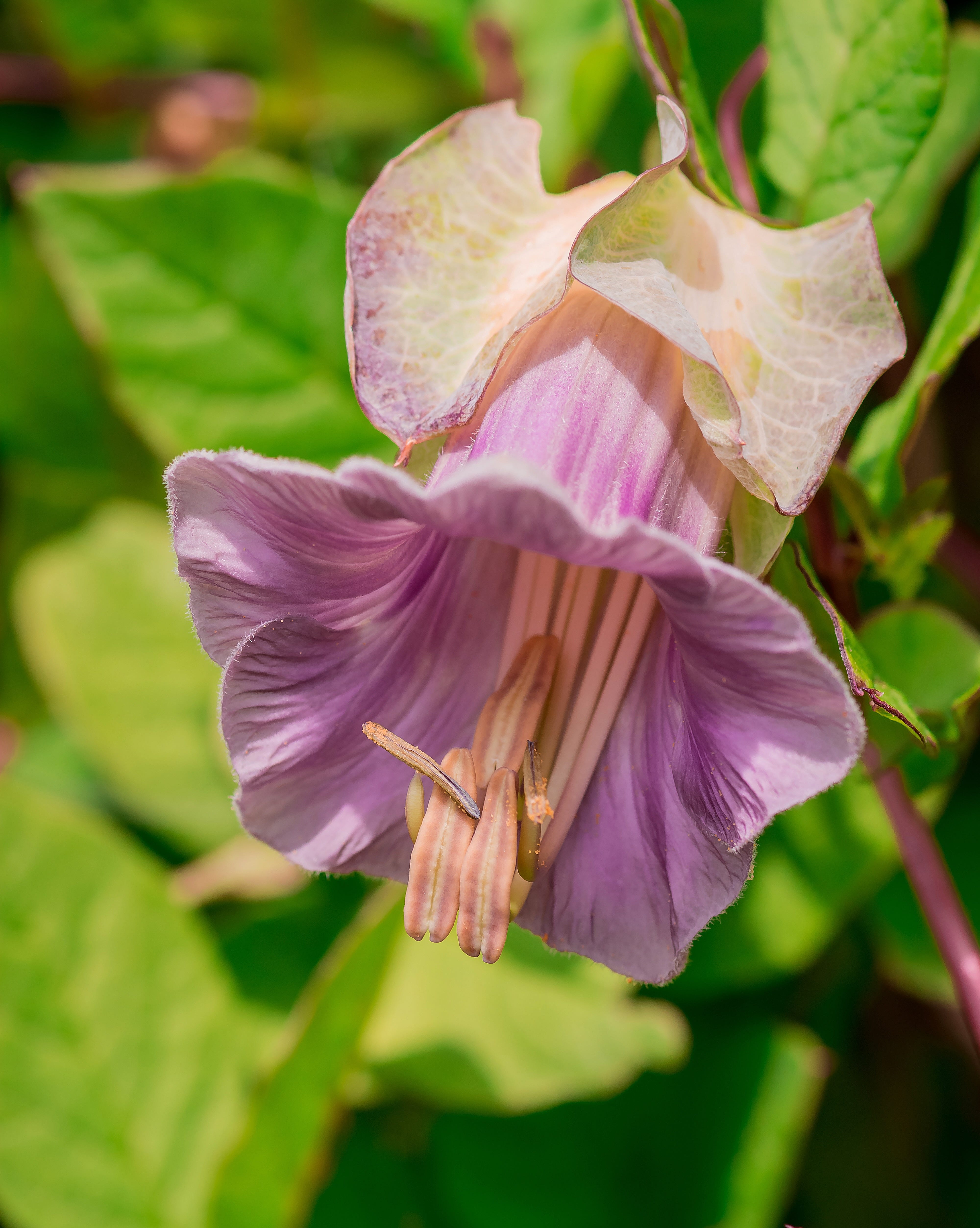 cobaea scandens (mexican ivy, monastery bells, cathedral bells)