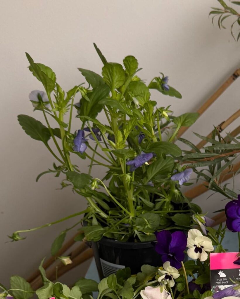 Violas Violas