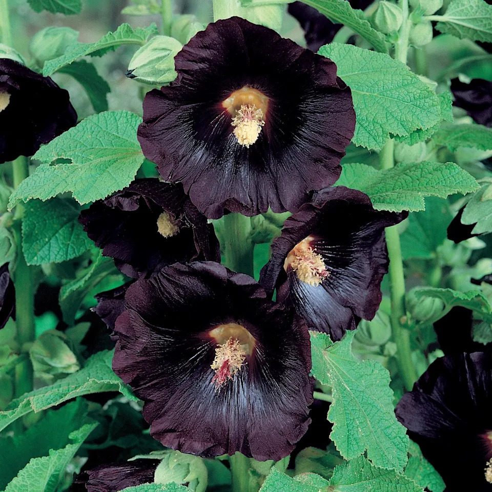 Alcea Rosea 'nigra'