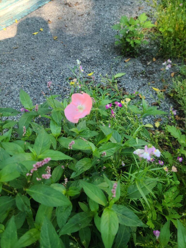 Growing out of cracks in my driveway. SE PA