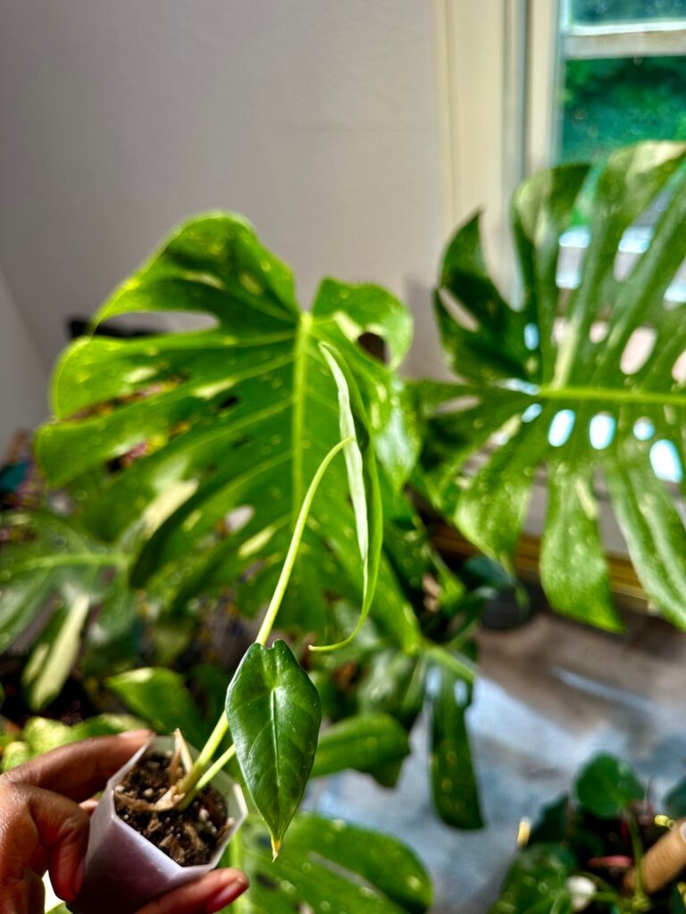 Variegated Alocasia Longiloba