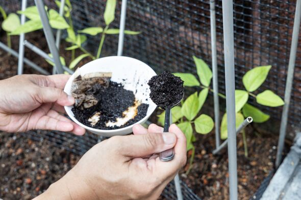 Coffee grounds being added to vegetables plant as natural organic fertilizer rich in nitrogen for growth Coffee grounds being added to vegetables plant as natural organic fertilizer rich in nitrogen for growth