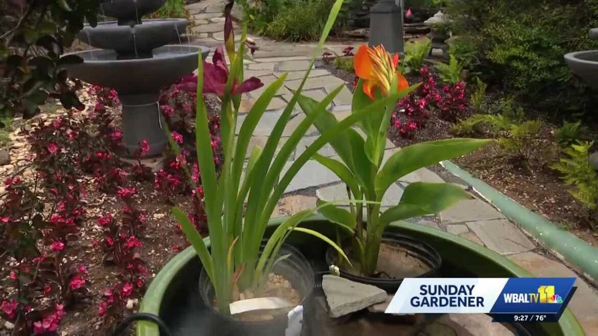 Sunday Gardener: Building water features at home Sunday Gardener: Building water features at home