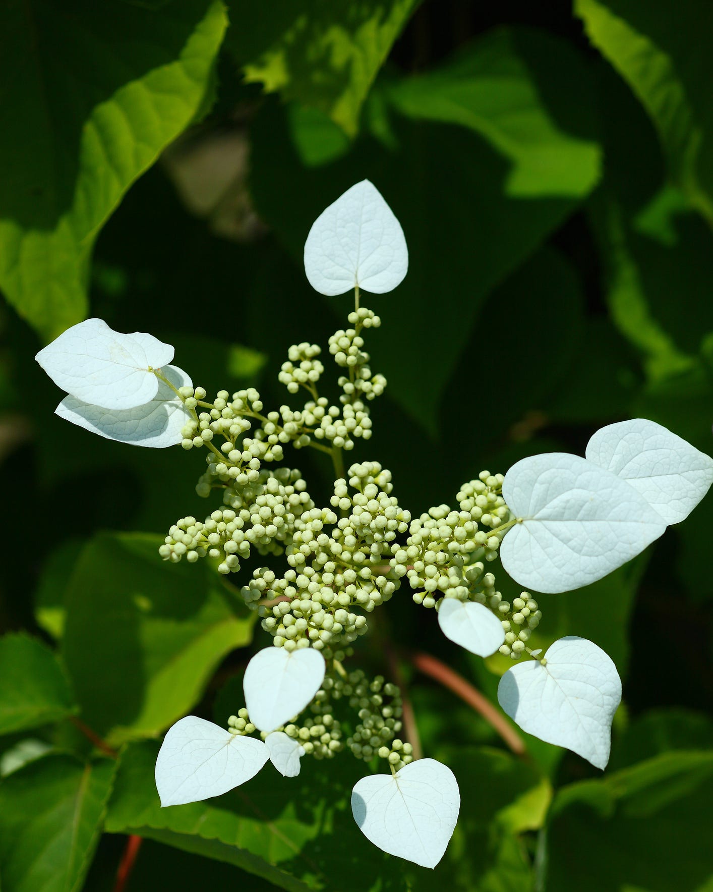 climbing vines on a garden wall